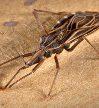 Lo que debes saber de la enfermedad de chagas